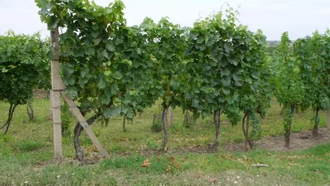 Rows of grapes in a vineyard Stock Footage 113222961