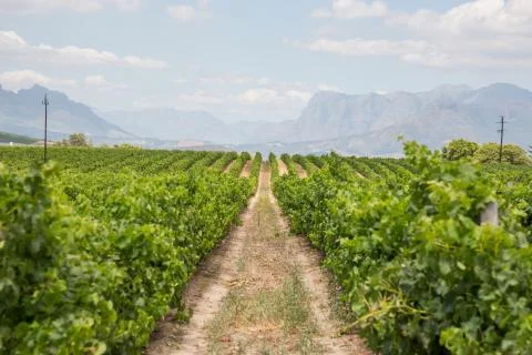 Rows of grapes in a vineyard Foto stock