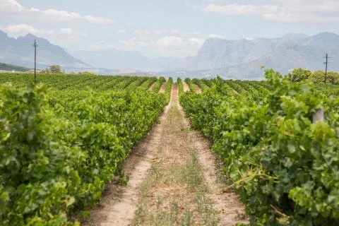 Rows of grapes in a vineyard Foto stock