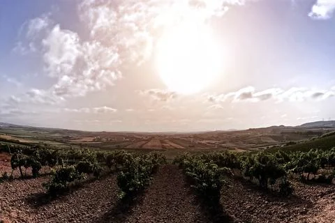 Rows of grapes on the vineyards Stock Photos