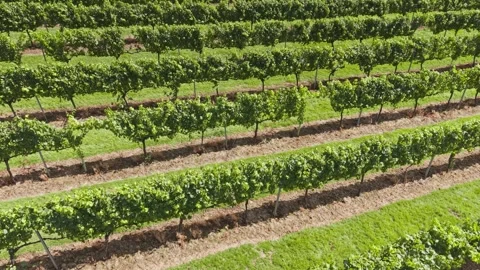 Rows of grapevine trees in an English vineyard Stock Footage 318654804