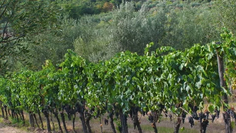 Rows of grapevines and olive trees in Chianti classico Area Stock Footage 153087688