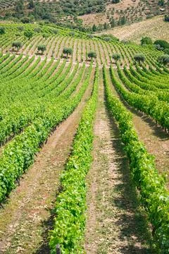 Rows of Grapevines and Olive Trees on a Hillside in Portugal Stock Photos