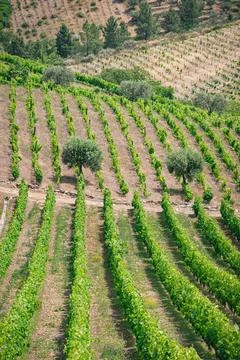 Rows of Grapevines and Olive Trees in a Portuguese Vineyard Stock Photos