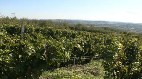 Rows of grapevines in a country vineyard Stock-Footage 35582970