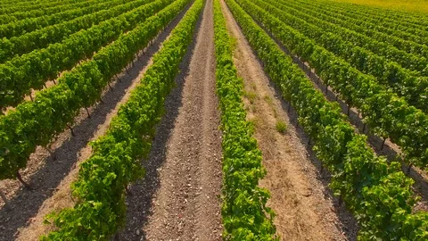 Rows of grapevines in the evening sun Stock Footage 93782555