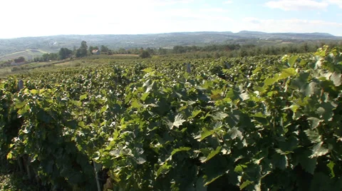 Rows of grapevines Vídeo Stock 35582869