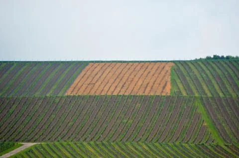 Rows of grapevines form a pattern on a hill. Stock Photos