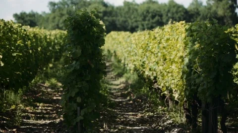 Rows of grapevines in French vineyard Stock Footage 100296705