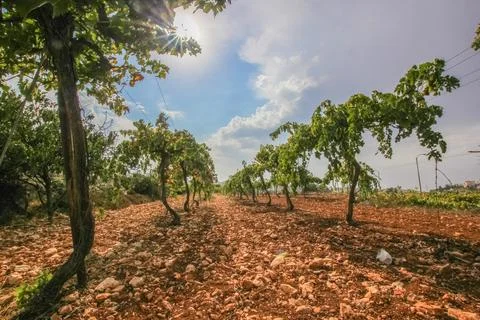 Rows of grapevines growing in rocky red soil Foto stock