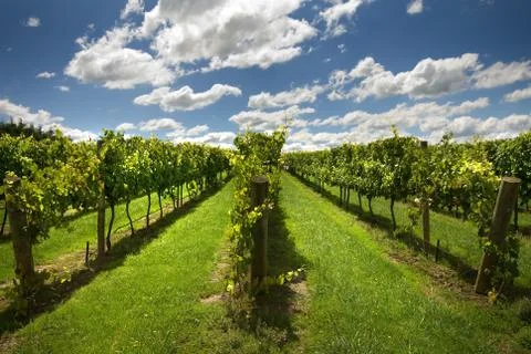 Rows of grapevines growing in a vineyard Stock Photos