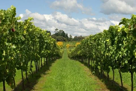 Rows of grapevines growing in a vineyard Stock Photos