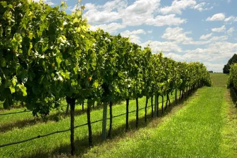 Rows of grapevines growing in a vineyard Stock Photos