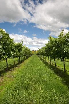 Rows of Grapevines growing in a vineyard Stock Photos