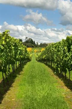 Rows of Grapevines growing in a vineyard Foto stock