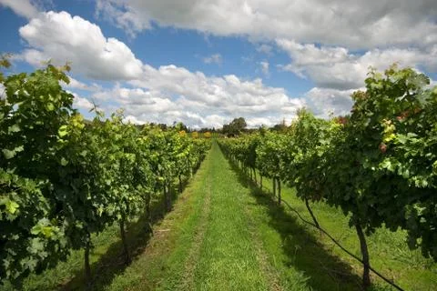 Rows of Grapevines growing in a vineyard Stock Photos