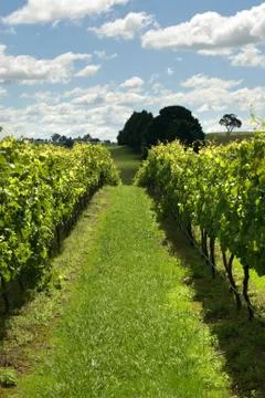 Rows of Grapevines growing in a vineyard Stock Photos