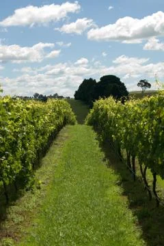 Rows of Grapevines growing in a vineyard Stock Photos