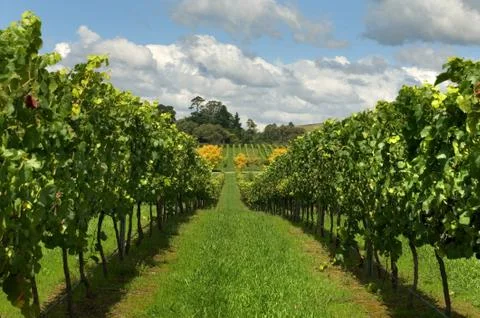 Rows of Grapevines growing in a vineyard Foto stock