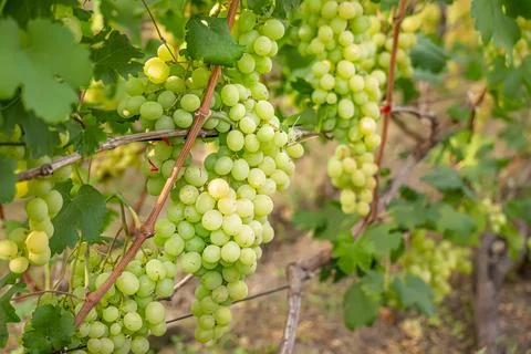 Rows of grapevines heavy with clusters of plump, ripe grapes. Stock Photos