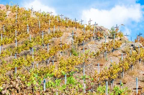 Rows of grapevines on a hillside Stock Photos