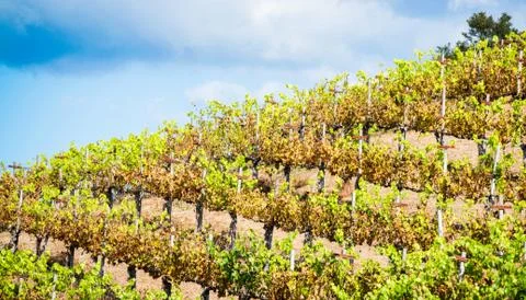 Rows of grapevines on a hillside Stock Photos