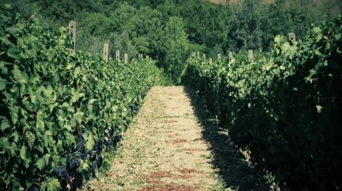 Rows of grapevines in Italy Stock Footage 59757899