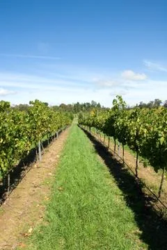 Rows of grapevines Stock Photos