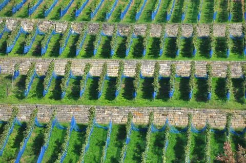 Rows of grapevines Stock Photos