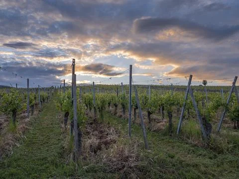 Rows of grapevines on a rolling hill under a beautiful sunset sky Photos