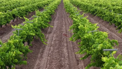 Rows of grapevines stretch across vineyard near Fresno, California, USA Stock-Footage 339413591