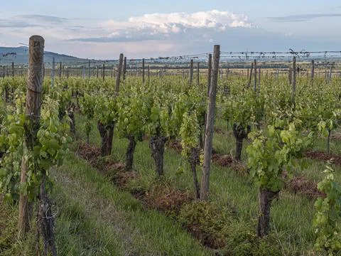 Rows of grapevines stretch into the horizon. Stock Photos
