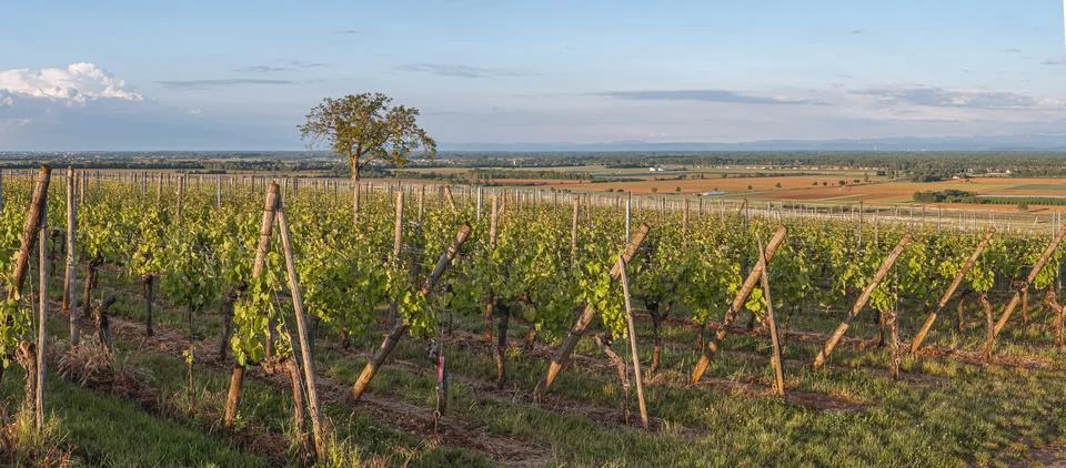 Rows of grapevines stretch under soft golden light. Stock Photos