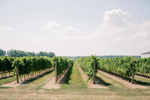 Rows of grapevines in a sunlit vineyard landscape Stock Photos