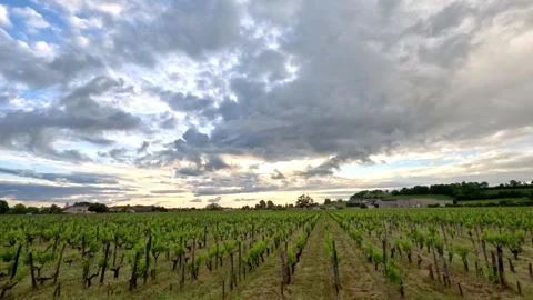 Rows of Grapevines Under Overcast Sky in Bordeaux Stock Footage 345101904