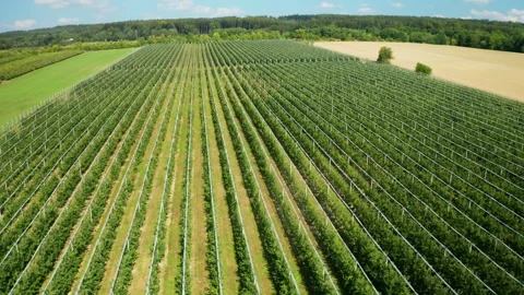 Rows of grapevines in vineyard arranged in precise lines Stock Footage 290510774
