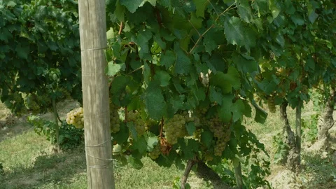 Rows of grapevines in the vineyard Stock-Footage 102207829