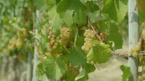 Rows of grapevines in the vineyard Stock-Footage 102211345