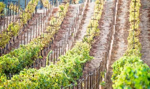 Rows of grapevines at a vineyard Foto stock