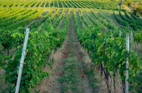 Rows of grapevines in a vineyard Stock Photos