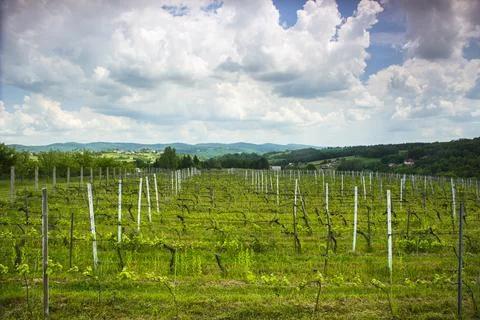 Rows of grapevines in a vineyard Foto stock