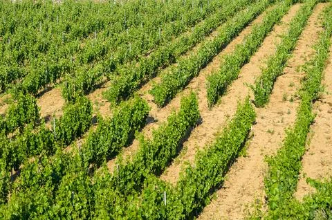 Rows of Grapevines in a Vineyard Stock Photos