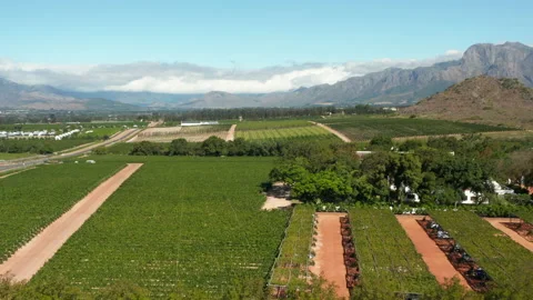 Rows Of Grapevines In The Vineyards In Cape Town, South Africa At Spring. Stock Footage 157463458