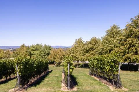 Rows of grapevines in a well maintained vineyard overlooking countryside an.. Fotos de archivo