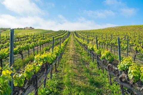 Rows of grapevines. Young spring crop of a green grape, farmland in Californi Stock Photos