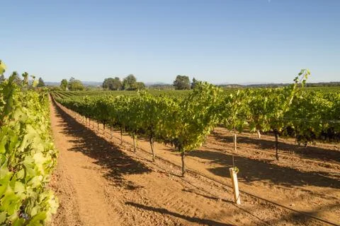 Rows of grapevines.tif Stock Photos