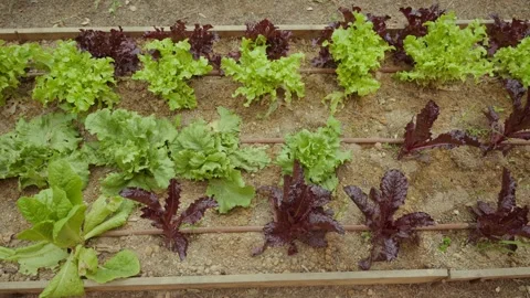 Rows of green and purple lettuce grow in neat lines Video stock 336906562
