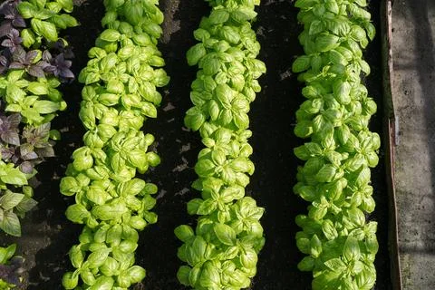Rows of green and red basil growing in a greenhouse.. basil leaves background. Stock Photos