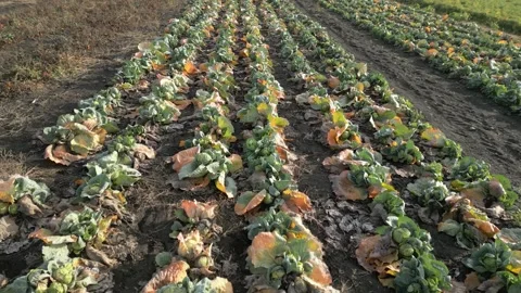 Rows of green and yellow cabbage plants in a field, showing gradual progression Vídeo Stock 332724071