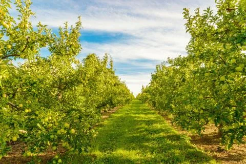 Rows of green apple trees Stock Photos